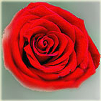 photo of flowers for Christiane Medina